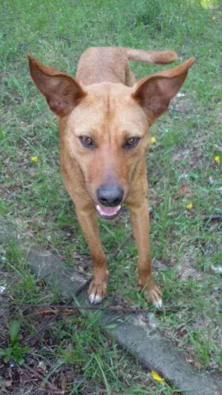 Cachorro ra a SRD idade 1 ano nome Caramelinho