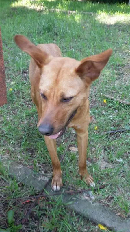 Cachorro ra a SRD idade 1 ano nome Caramelinho