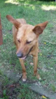 Caramelinho