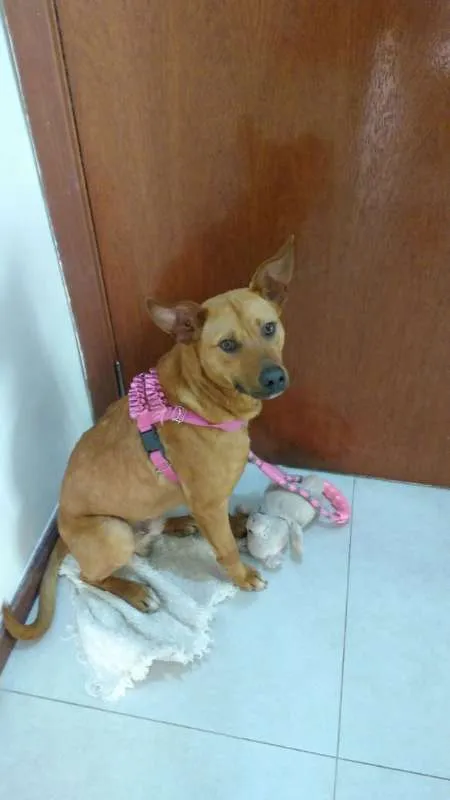 Cachorro ra a SRD idade 1 ano nome Caramelinho