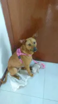Caramelinho