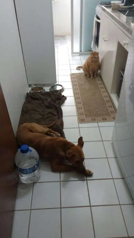 Cachorro ra a SRD idade 1 ano nome Caramelinho