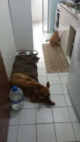 Caramelinho