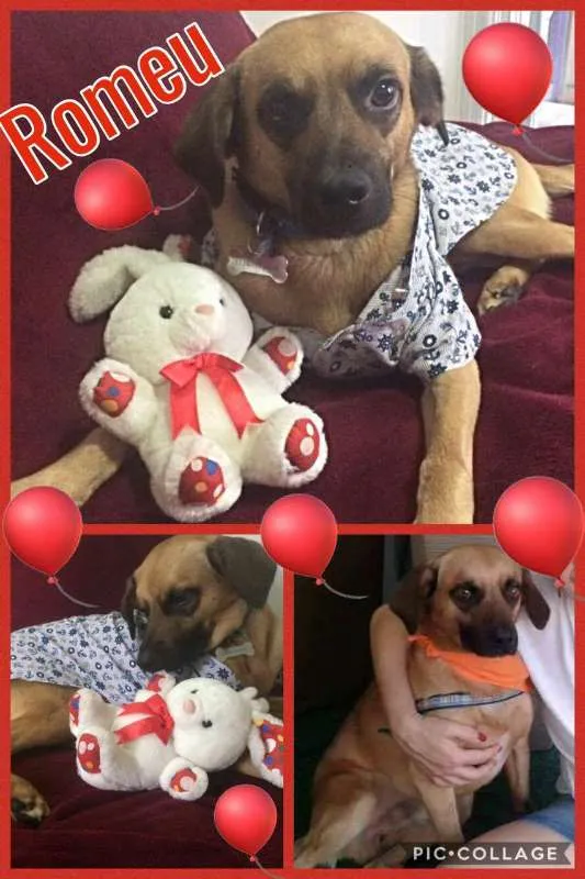 Cachorro ra a SRD idade 7 a 11 meses nome ROMEU