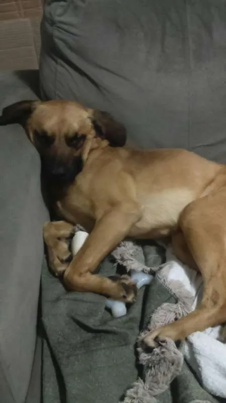 Cachorro ra a SRD idade 7 a 11 meses nome ROMEU