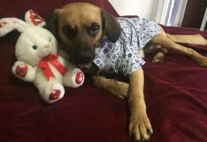 Cachorro ra a SRD idade 7 a 11 meses nome ROMEU