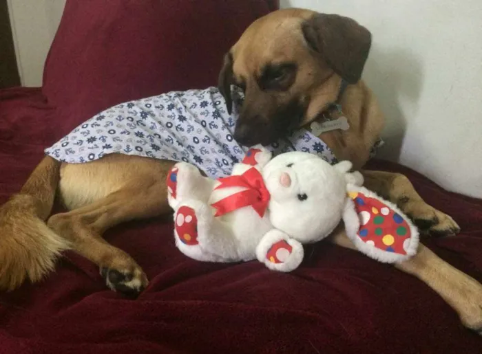 Cachorro ra a SRD idade 7 a 11 meses nome ROMEU