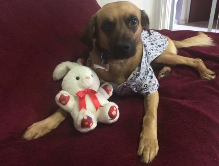 Cachorro ra a SRD idade 7 a 11 meses nome ROMEU
