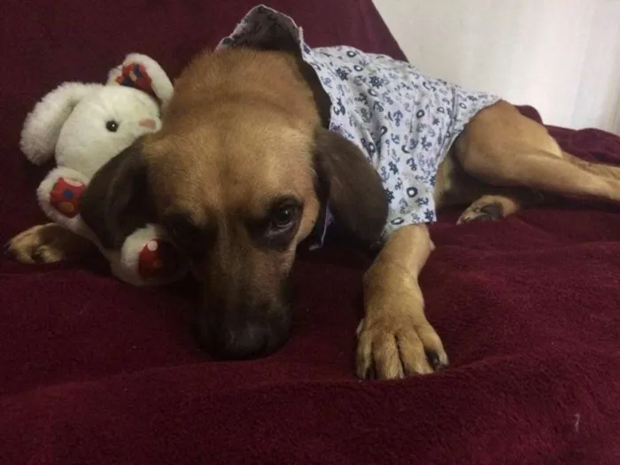 Cachorro ra a SRD idade 7 a 11 meses nome ROMEU