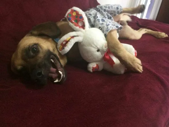 Cachorro ra a SRD idade 7 a 11 meses nome ROMEU