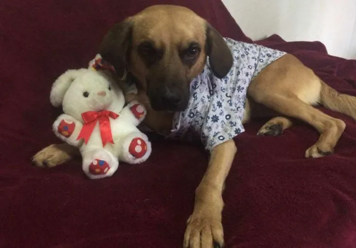 Cachorro ra a SRD idade 7 a 11 meses nome ROMEU