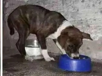 Cachorro ra a  idade Abaixo de 2 meses nome Rubinho