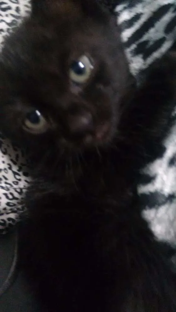 Gato raça  idade 2 a 6 meses nome Gatinhas