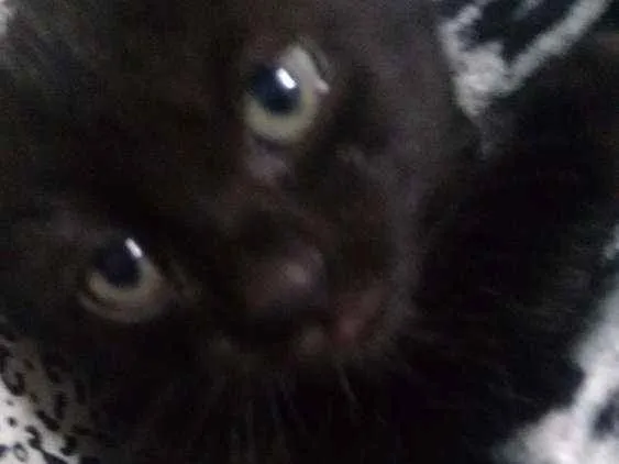 Gato raça  idade 2 a 6 meses nome Gatinhas