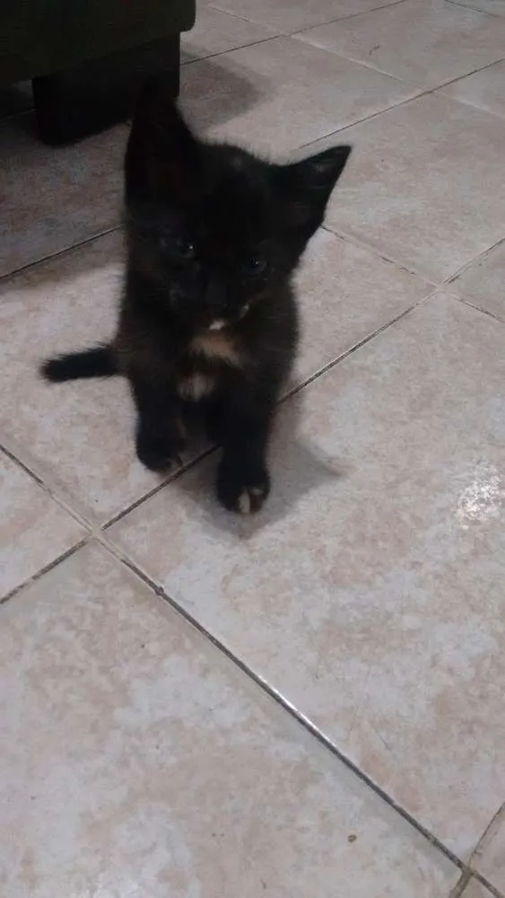 Gato raça  idade 2 a 6 meses nome Gatinhas