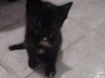 Gatinhas