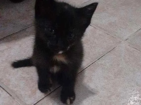 Gato raça  idade 2 a 6 meses nome Gatinhas