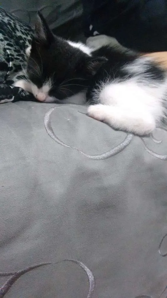 Gato raça  idade 2 a 6 meses nome Gatinhas