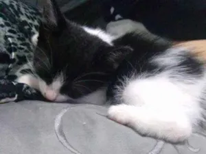 Gato raça  idade 2 a 6 meses nome Gatinhas