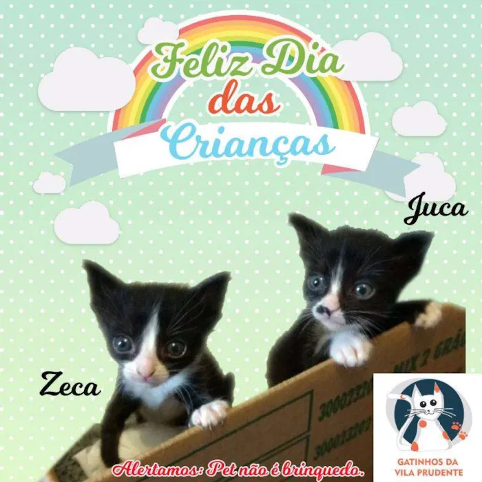 Gato ra a SRD idade 7 a 11 meses nome JUCA/ZECA