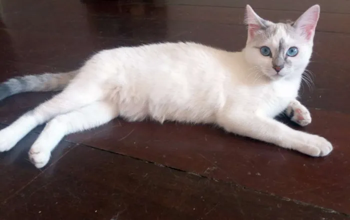 Gato ra a SRD idade 2 a 6 meses nome Anny