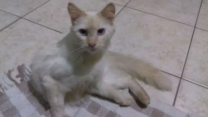 Gato ra a viralata  idade  nome Vênus