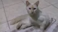 Vênus