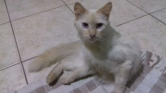 Gato ra a viralata  idade  nome Vênus