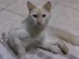 Vênus