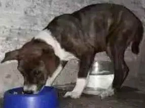 Cachorro ra a  idade Abaixo de 2 meses nome Rubinho