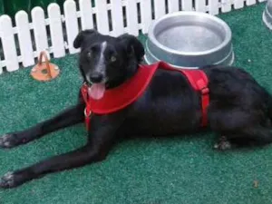 Cachorro raça SRD idade 3 anos nome JOHN