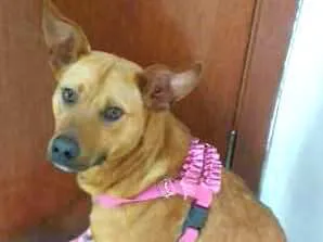 Cachorro raça SRD idade 1 ano nome Caramelinho