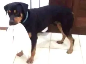 Cachorro raça Rottweiler  idade 1 ano nome Preto