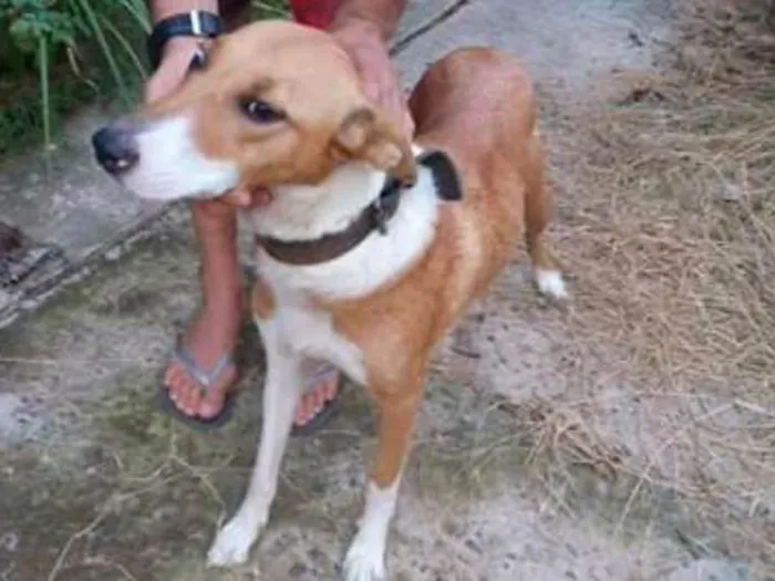 Cachorro ra a Vira lata  idade 5 anos nome Lilica 