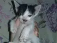 belinha