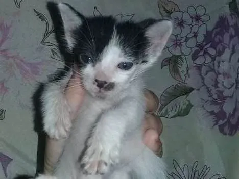 Gato ra a  idade Abaixo de 2 meses nome belinha