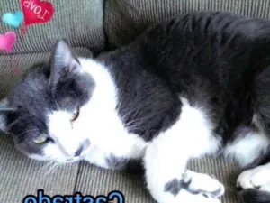 Gato raça SRD idade 3 anos nome Tom - castrado, ver