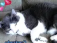 Tom - castrado, ver