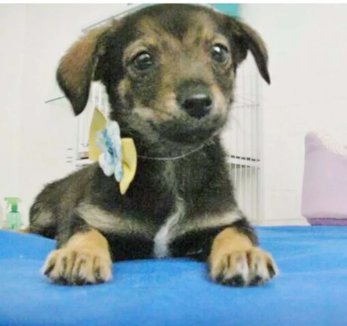 Cachorro ra a SRD idade 2 a 6 meses nome MALHADINHO