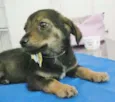 MALHADINHO