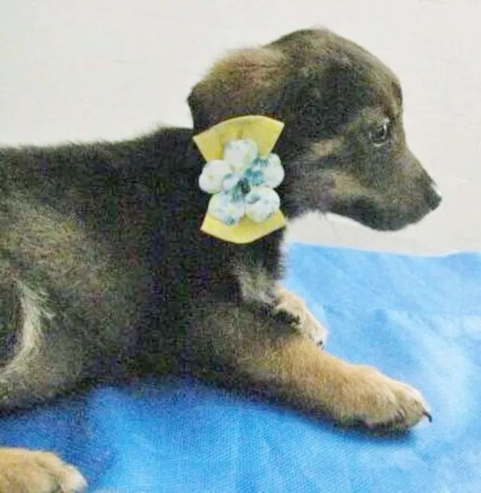 Cachorro ra a SRD idade 2 a 6 meses nome MALHADINHO