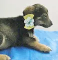MALHADINHO