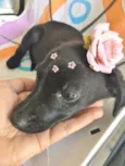 FLORISBELA