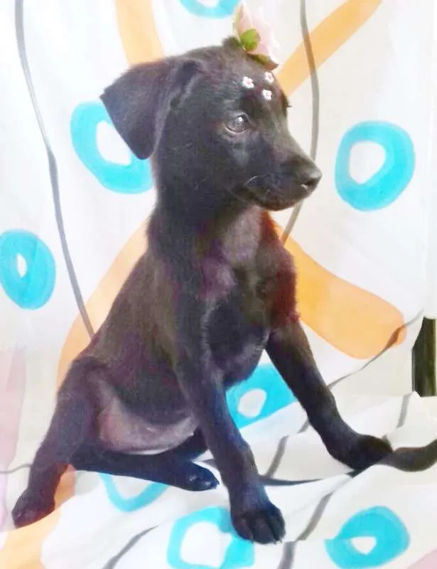 Cachorro ra a SRD idade 2 a 6 meses nome FLORISBELA
