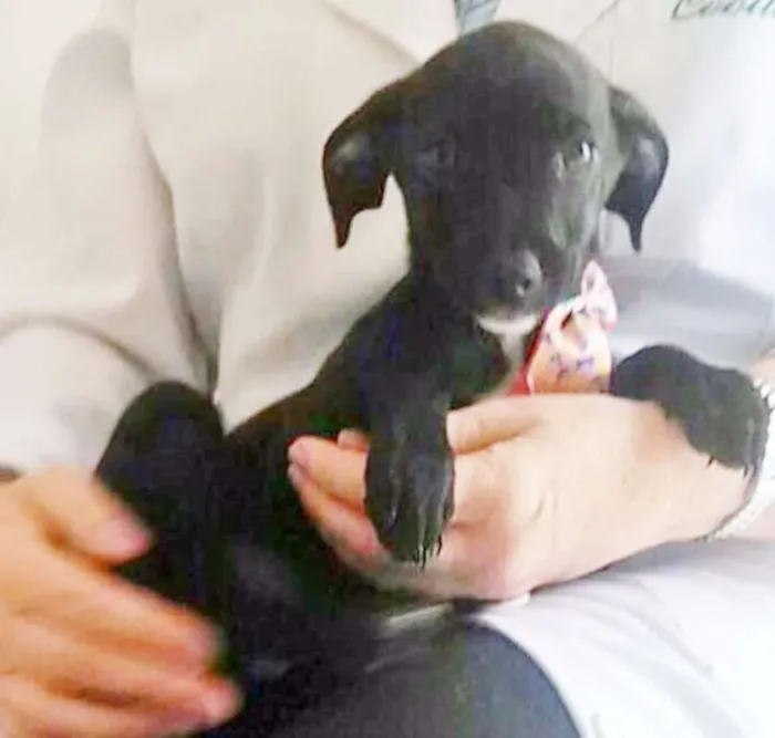 Cachorro ra a SRD idade 2 a 6 meses nome ESTRELINHA