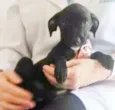 ESTRELINHA