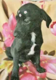 ESTRELINHA