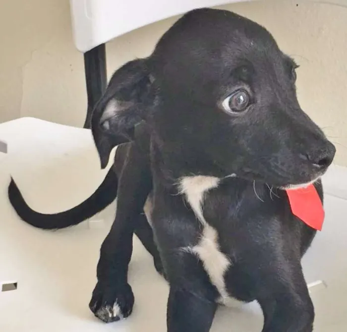 Cachorro ra a SRD idade 2 a 6 meses nome ESTRELINHA
