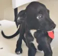 ESTRELINHA