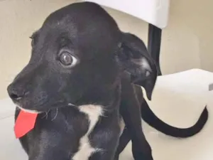Cachorro raça SRD idade 2 a 6 meses nome ESTRELINHA